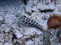   Weever fish have venomous spines  